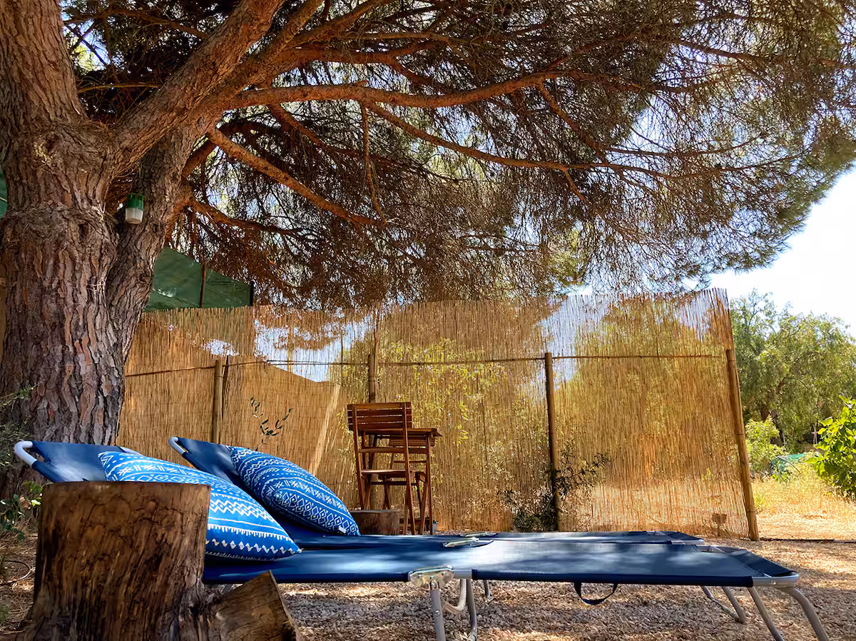 Eco dome exterior nestled under pine tree